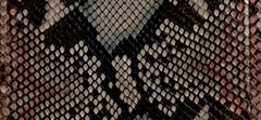 Painted DESERT PYTHON